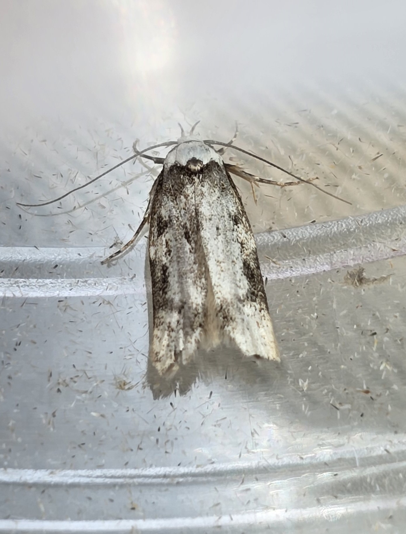 Photo of White-shouldered House Moth (Endrosis sarcitrella)